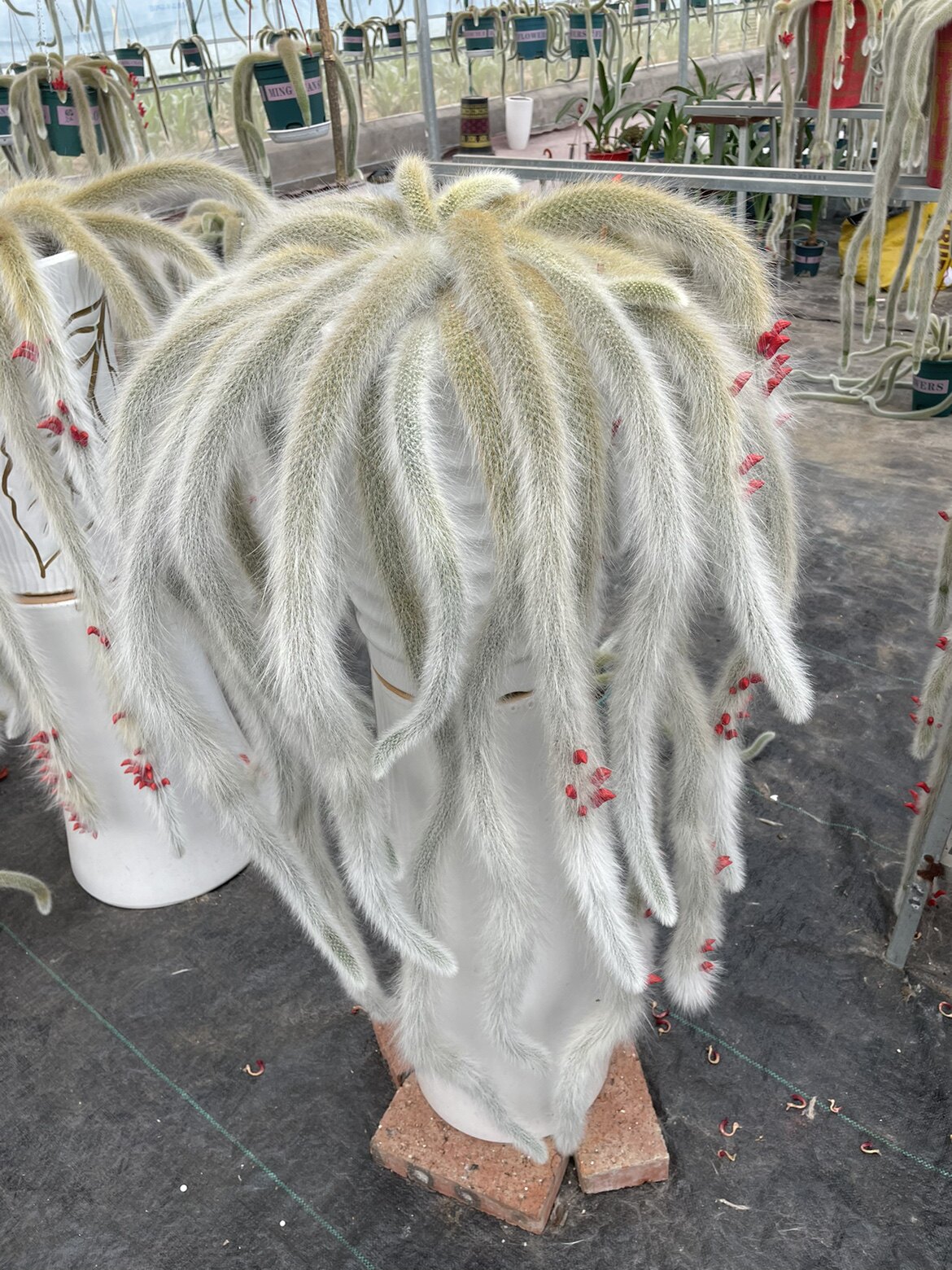 温室园艺工程