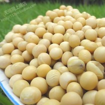 Northeast small soybean 500g (clutter in good health) dedicated to squeezing soy milk is not genetically modified