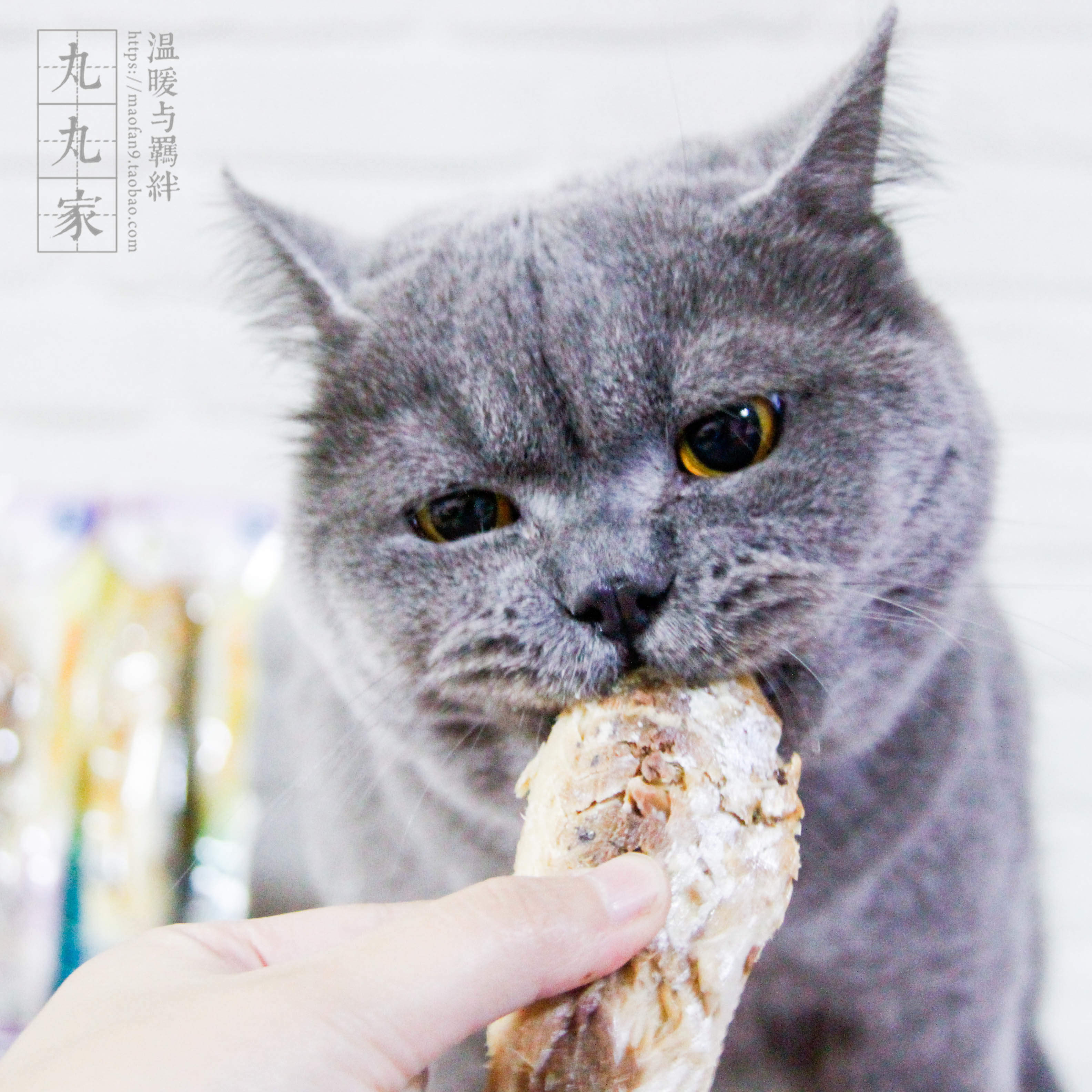 Pellet Home One whole fish before addiction petiao ghosted and steamed full fish cat snacks and cat food to pick up a little food