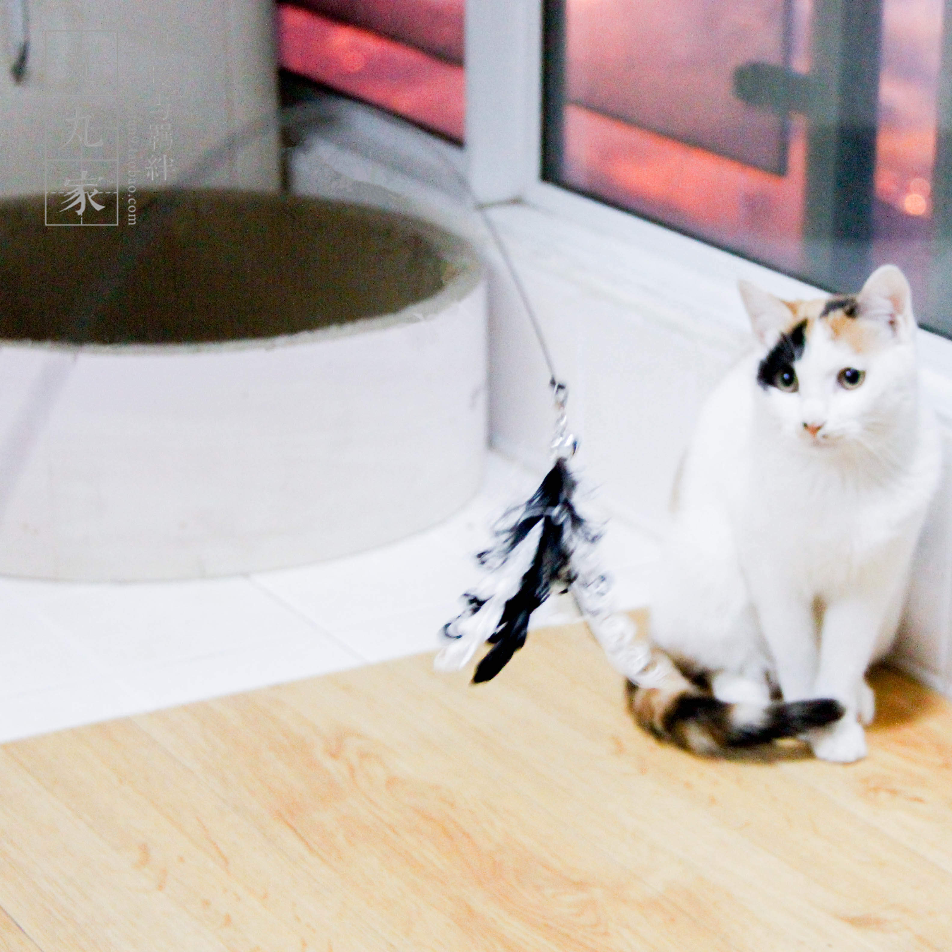 Maru Maru home good quality fried chicken Tiantian cat extended steel wire rod feather bird can replace the cat stick cat toy