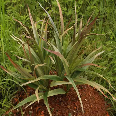 Simulation autumn plants wet potted grass single branch bunch small reed leaves factory direct sales engineering garden decoration