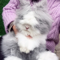 Pet rabbit Angola cover face cat cat hanging ear Dodge Phoenix eye Net red small size pygmy little rabbit living thing