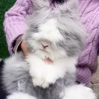 Pet Angola cover face cat cat and rabbit dwarf ear Dodger Phoenix eye Net red small rabbit living things