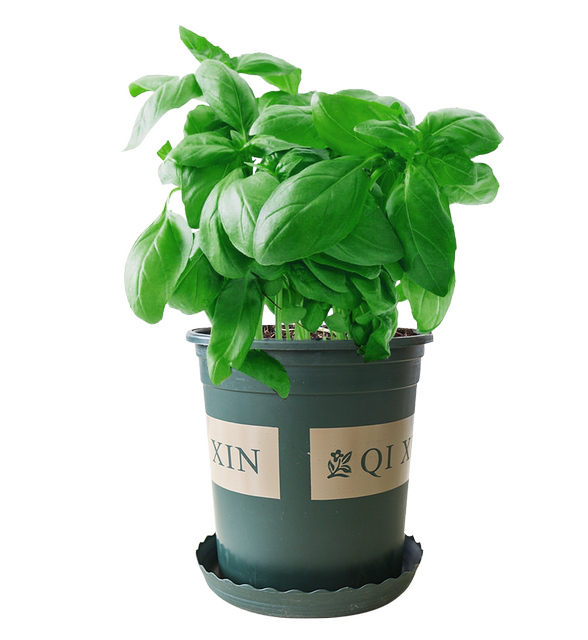 Basil fresh Italian sweet basil potted edible nine-story tower basil leaves western food spice potted plant