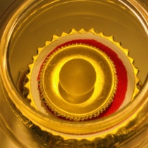  Nagarjuna Solid Son Knot Gold 1100 size 17mm