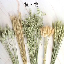 Yunnan Dry Flower Bouquet Rabbit Tail Grass Wheat Ears Golden Globe dont forget my reed Home Residence Decoration DIY flower arranging flowers