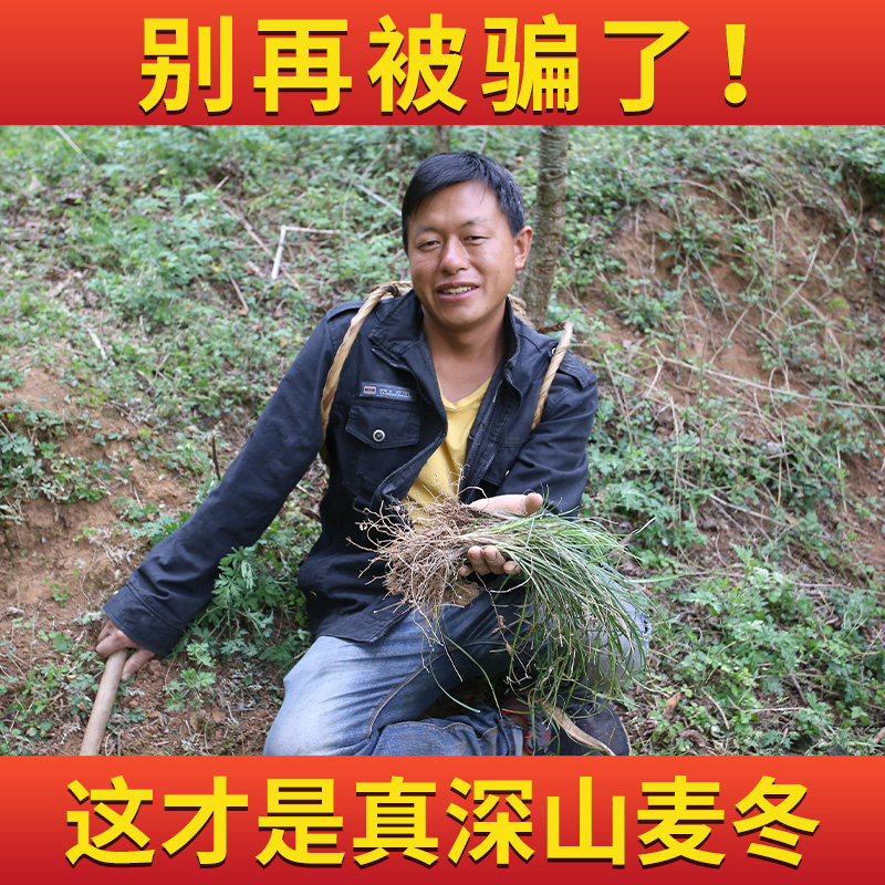 Dwarf Lilyturf grade medicinal herbs wheat Eastern Bubble water with lamp core grass liquorice Platycoon jade bamboo tea 500g