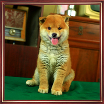 Purebred Japanese Shiba Inu puppies High-quality Douchai red race-level two-pedigree small dog