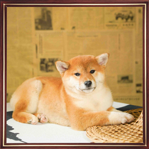 Race-level dual-pedigree Japanese Shiba Inu puppies Purebred red bean Shiba inu males and females have