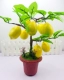 Mô phỏng cây ăn quả bonsai cam táo đào lựu chậu trong nhà phòng khách trang trí hoa giả trang trí - Trang trí nội thất trang tri phong tro