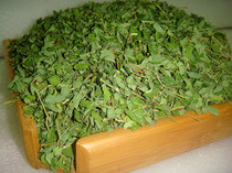 () Guangxi specialty fresh wild chicken bone grass tea chicken bone leaf (with stem) 500g acacia vine leaf