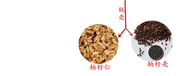 Y học cổ truyền Trung Quốc vỏ cây bách vỏ hạt bách vỏ lõi vải thô gối ít đầu trắng tóc trắng rụng tóc areata rụng tóc mất ngủ đốt sống cổ goi chu u