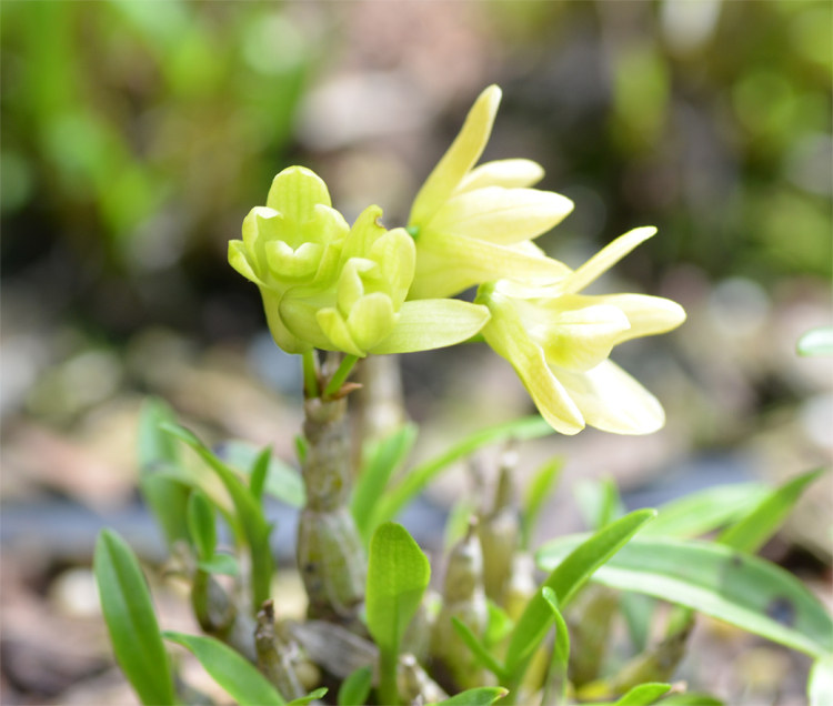 米斛花,米斛石斛,米斛(第10页)_大山谷图库