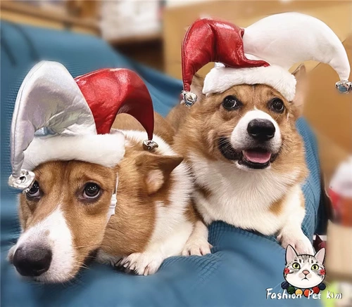 Трансформация домашних собак Рождественская вечеринка, чем медвежья сосна, золотой ретривер Западный, колокольчики колокольчика, цветовой головной убор