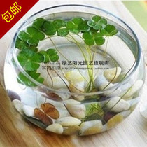 Glass flower pot Bowl Lotus Water Lily Copper Money Grass Lotus Hydroponic plant vase Fish tank Large diameter vase