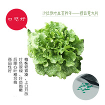 Hanging Garden Imported Fine Lettuce Seeds (20 with coating)