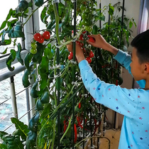 Sky garden soilless cultivation hydroponic Millennium tomato seeds red bird dwarf tomato big fruit tomato seeds