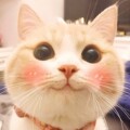 嘟嘟萌宠物食品