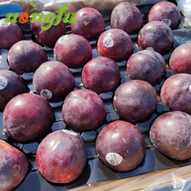 Spot Australian Rouge Queen Lee Fresh Fruit 7 5 Catty Imported Plum Black Brindling Egg Queen Lee SF