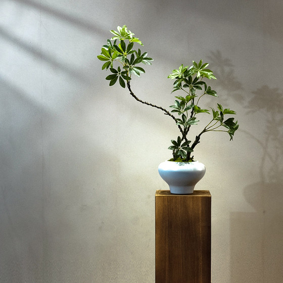 Duckbill Tree Artificial Green Plant High-End Light Luxury Desktop Living Room Tea Room Entrance Decoration Fake Flower Small Potted Plant Ornament