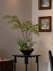 Faux Fern Potted Plant, Artificial Flowers, New Chinese-Style Tea Room Decoration, Zen-Inspired Entrance Decoration, Small Size