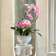 High-Quality Artificial Phalaenopsis Orchid with a Wet Look, Potted Plant Decoration, Faux Floral Arrangement, Light Luxury for the Living Room