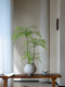 Nantian Bamboo Artificial Green Plant with a High-End Feel, New Song-Style Tea Room Decoration Bamboo, Tea Room Entrance Ornament, Bonsai Ceramic