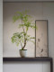 Artificial Green Plant with a High-End Feel, Suitable for Living Room and Tea Room, Potted Fake Flowers, Decorative Ornaments, Soft Decoration, Song Dynasty Aesthetics