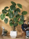 Simulated Monstera Green Plant, Large Floor-Standing Artificial Plant, Indoor Living Room Office High-End Light Luxury Potted Fake Tree