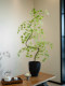 Artificial Maple Greenery and Flowers in a Modern Song-Style Aesthetic for Tea Room Decoration, High-End Entryway Ornament, and Luxurious Bonsai