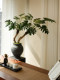 Dragon Scale Angel Artificial Green Plant, High-End Light Luxury Living Room Indoor Artificial Flower, Spring Feather Tea Room Atmosphere Vintage Decoration
