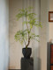 Artificial Green Plant with a High-End Feel, Suitable for Living Room and Tea Room, Potted Fake Flowers, Decorative Ornaments, Soft Decoration, Song Dynasty Aesthetics