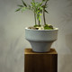 Top Ten Artificial Green Plants with a High-End Feel, Chinese Zen-Style Tea Room Entrance Decoration, Fake Flowers, Small Potted Plant Ornaments