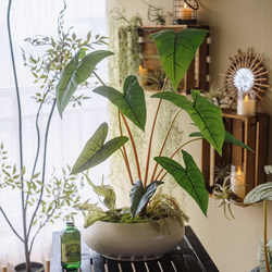 Haihong Scenery Simulated Green Plants with Glue Color Taro Leaves, Classy Accessible Luxury and Classy Living Room Dining Table Bionic Green Plants