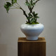 Duckbill Tree Artificial Green Plant High-End Light Luxury Desktop Living Room Tea Room Entrance Decoration Fake Flower Small Potted Plant Ornament