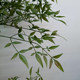 Artificial Green Plant, Nandina Bamboo Plant Decoration, Large Fake Tree, Living Room Floor-Standing Potted Plant Ornament, Nordic Bonsai