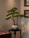 Pine Tree Bonsai Artificial Green Plant Ornament, High-End Realistic Chinese-Style Entrance Hall Tea Room Light Luxury Decoration, Song Dynasty Aesthetics