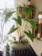Haihong Scenery Simulated Green Plants with Glue Color Taro Leaves, Classy Accessible Luxury and Classy Living Room Dining Table Bionic Green Plants
