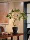 Artificial Bonsai Tree with Water Stone, Realistic Green Plant, High-End Faux Flower Decoration for Tea Table, Vintage Sofa, Living Room Decor