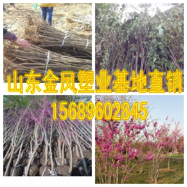 Solitary clustered bauhinia bauhinia saplings red cold-resistant courtyard spring flowering plants greening project seedlings