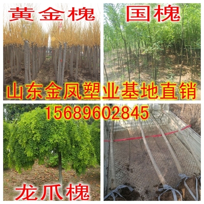 National locust saplings Golden tree golden locust saplings size seedlings Weeping locust dragon claw locust saplings courtyard landscape tree plants