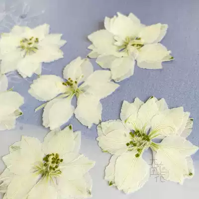 飛燕千鳥壓花押花標本真花飛燕花飛燕草千鳥花滴膠乾燥花手機保護殼12朵