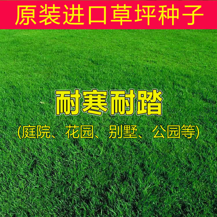 Multi-year raw lawn seed Courtyard Villa square Greening grass seed grass seed resistant to cold and trampling all seasons evergreen