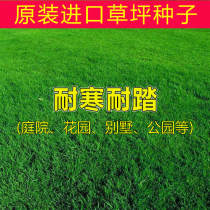 Lawn seed courtyard villa square green grass seed grass seed grass seed cold tolerance tolerance trampling Evergreen