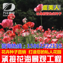 The poppy perennial perennial perennial flowers and plants seeds Four Seasons sown Courtyard Flowers Sea landscape flowering plant seeds