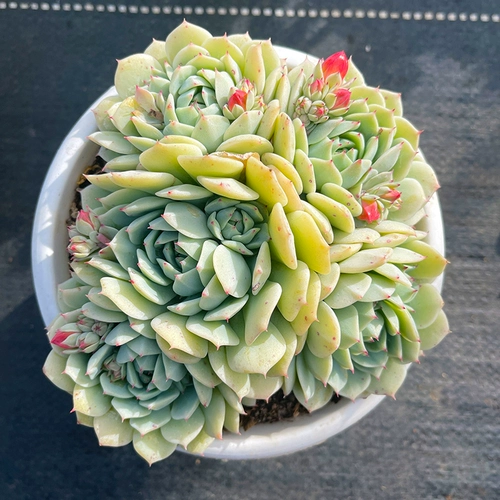 Г -жа Ронг Мауи Живая комната № 4 соединяет старую кучу старой кучи многореагированной, Юньнан Мей Мясо и Авиационное балконное балконное комната