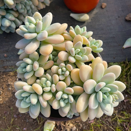 Г -жа Ронг Мауи Живая комната № 4 соединяет старую кучу старой кучи многореагированной, Юньнан Мей Мясо и Авиационное балконное балконное комната