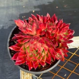 Сочный № 5 г -жи Ронг соединяет мясные окна джингтиана, балконные растения легко кормить и очищать воздух и мясо