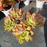 Мисс Ронг Гард № 3 Сочный завод в прямом эфире