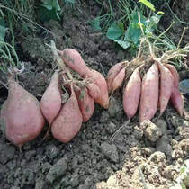 Sweet potato farmers self-weight fresh sweet potatoes poor households grow precision poverty alleviation products